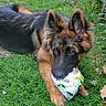 adorable, animal, canine, cute, dog, ears, fur, garden, german_shepherd, grass, greenery, lying_down, nature, outdoor, pet, playful, puppy, soccer_ball, toy, young_dog