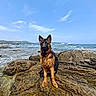 animal, boat, canine, cloud, coast, collar, dog, german_shepherd, landscape, nature, ocean, outdoor, pet, puppy, rock, sea, sky, summer, water, wet_fur