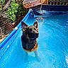 animal, backyard, blue, curious, dog, fence, garden, german_shepherd, inflatable, leisure, outdoor, pet, plant, pool, recreation, summer, sunlight, tree, water, wet