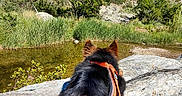 Bounty a rejoint le concours — aidez-le/la à gagner de superbes lots ! dog, harness, rock, creek, water, trees, grass, bushes, nature, outdoor, blue_sky, sunlight, forest, landscape, animal, canine, scenery, wildlife, daylight, adventure