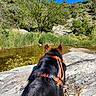 dog, harness, rock, creek, water, trees, grass, bushes, nature, outdoor, blue_sky, sunlight, forest, landscape, animal, canine, scenery, wildlife, daylight, adventure