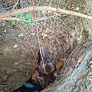 Bounty participe au concours pour gagner de l'argent avec cette photo : adventure, black, brown, canine, curious, dirt, dog, excavation, forest_floor, fur, german_shepherd, ground, hole, leaves, nature, outdoor, pet, playful, shoe, tree_root