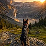 adventure, animal, cloud, dog, forest, grass, landscape, mountain, nature, outdoor, pine_tree, rock, scenic, sky, stream, sun, sunset, valley, waterfall, wilderness