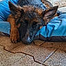 animal, blue_cushion, closeup, cozy, cute, dog, ears, fur, german_shepherd, indoors, nap, paws, pet, puppy, relaxation, resting, sleeping, stone_floor, stone_wall, young_dog