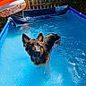 animal, blue, canine, curious, dog, ears, fence, german_shepherd, greenery, inflatable_pool, inflatable_ring, outdoor, pet, playful, pool, reflection, summer, sunlight, water, wet