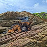 animal, canine, clouds, daylight, dog, fur, german_shepherd, landscape, nature, outdoor, pet, relaxation, resting, rocks, rocky, scenery, sky, sleeping, sunny, wildlife