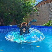 Bounty participe au concours pour gagner de l'argent avec cette photo : dog, pool, inflatable_ring, water, outdoor, sunlight, greenery, tree, flower, blue_sky, summer, pet, canine, backyard, wall, chair, relaxation, wet, animal, floating