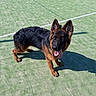 alert, animal, canine, daylight, dog, ears_up, fur, german_shepherd, green_surface, happy, outdoor, pet, playful, puppy, shadow, sports_court, standing, sunlight, tongue_out, young_dog