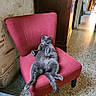 Pacha a rejoint le concours — aidez-le/la à gagner de superbes lots ! animal, armchair, cat, chair, chaise, furniture, pet