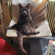 Pacha participe au concours pour gagner de l'argent avec cette photo : abyssinian, animal, architecture, armchair, building, cat, chair, couch, cushion, furniture, homedecor, indoors, kitten, livingroom, manx, pet, room, window, windowsill, wood