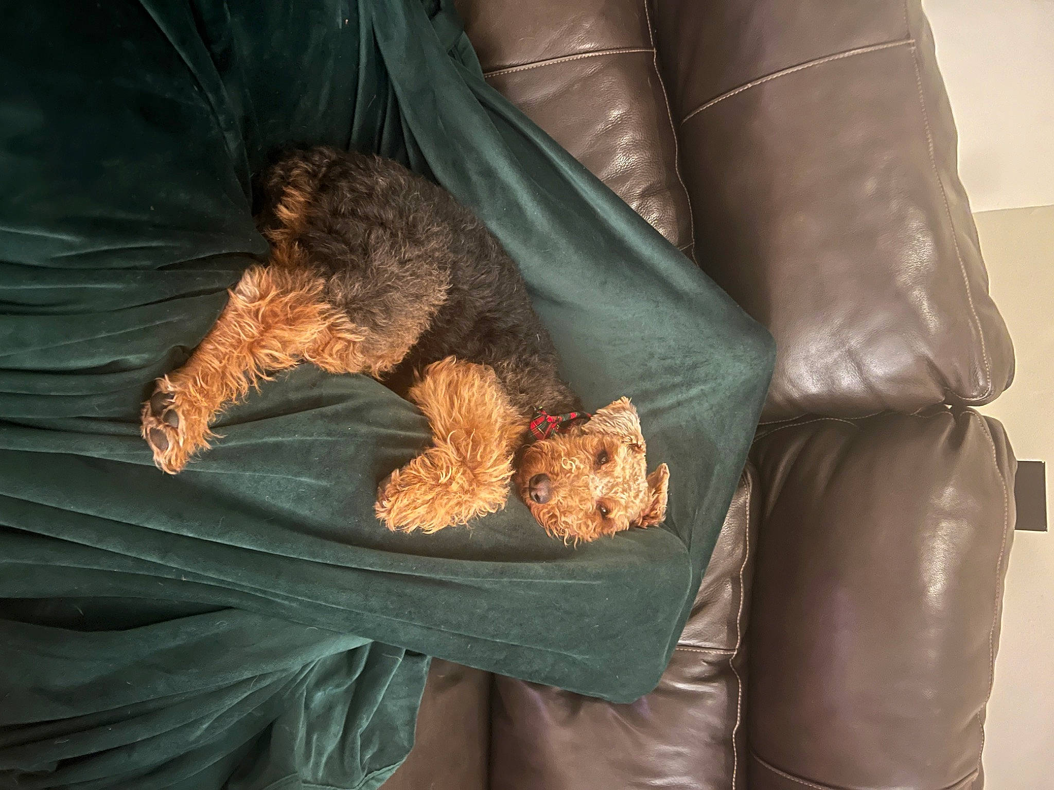 Mocha is registered to the contest to win money with this photo: comfort, companion_dog, fur, human_leg, leather, linens, liver, natural_material, sleeve, sporting_group, textile, wood, wrinkle, wrist