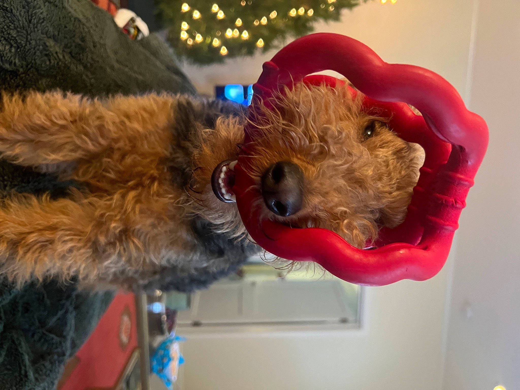 Mocha is registered to the contest to win money with this photo: airedale_terrier, canidae, carnivore, christmas_tree, companion_dog, dog, dog_breed, dog_clothes, dog_supply, event, fawn, fur, holiday, holiday_ornament, snout, sporting_group, stuffed_toy, terrier, toy, working_animal