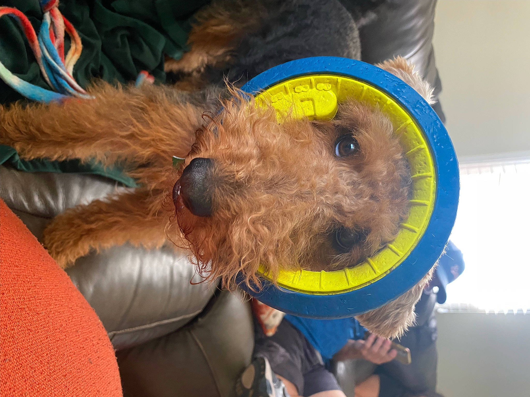 Mocha joined the competition — help win amazing prizes! canidae, carnivore, collar, companion_dog, dog, dog_breed, dog_clothes, dog_collar, dog_supply, fur, hat, lifejacket, personal_protective_equipment, small_terrier, snout, sporting_group, terrier, toy_dog, welsh_terrier, working_animal