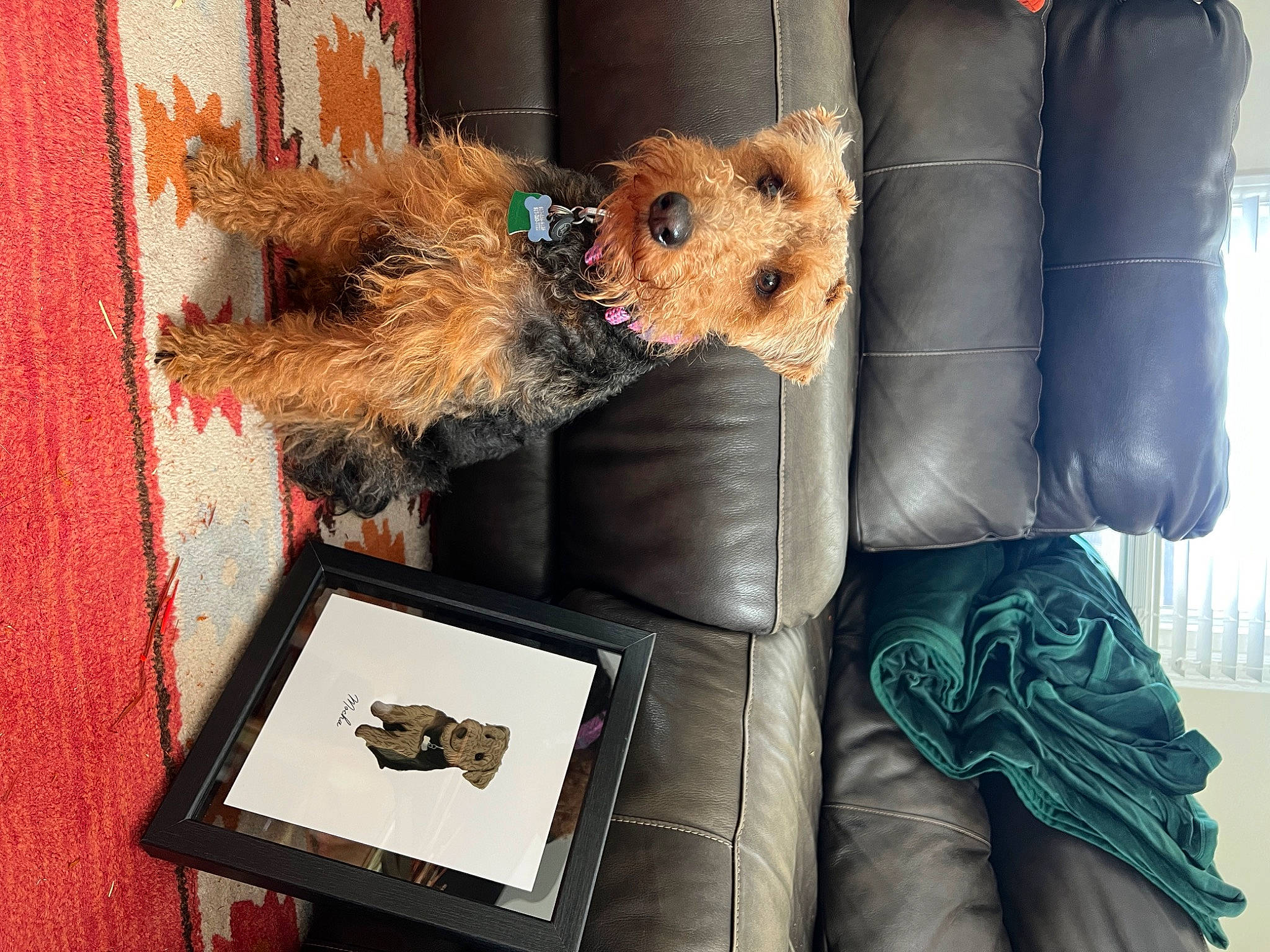 Mocha is registered to the contest to win money with this photo: airedale_terrier, bag, canidae, carnivore, comfort, companion_dog, couch, dog, dog_breed, fawn, fur, small_terrier, sporting_group, stuffed_toy, sunglasses, teddy_bear, terrier, toy, toy_dog, wood