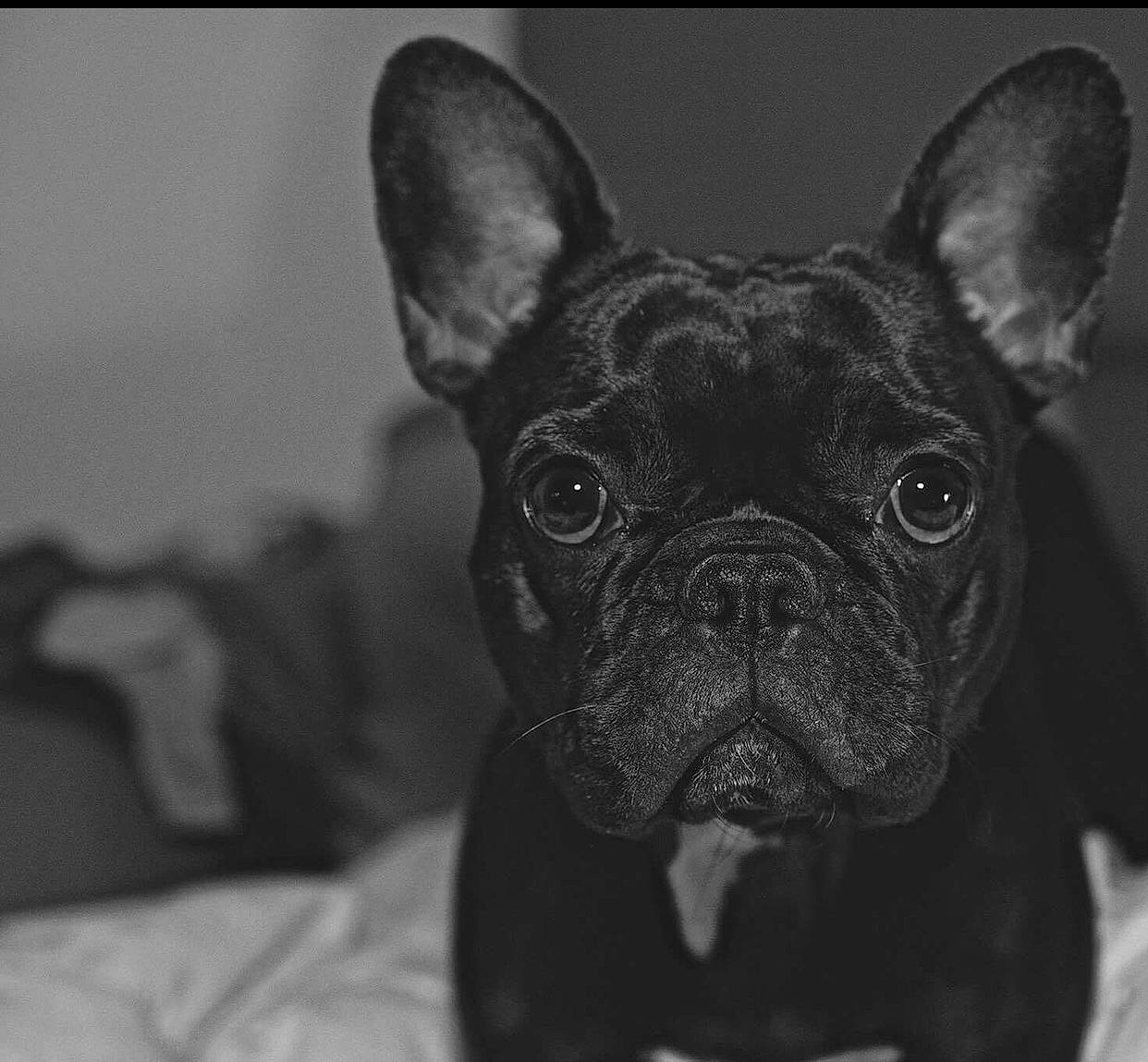 Armani a rejoint le concours — aidez-le/la à gagner de superbes lots ! bulldog, canidae, carnivore, comfort, companion_dog, dog, dog_breed, ear, eye, fawn, french_bulldog, head, monochrome_photography, snout, sporting_group, terrestrial_animal, toy_dog, whiskers, working_animal, wrinkle