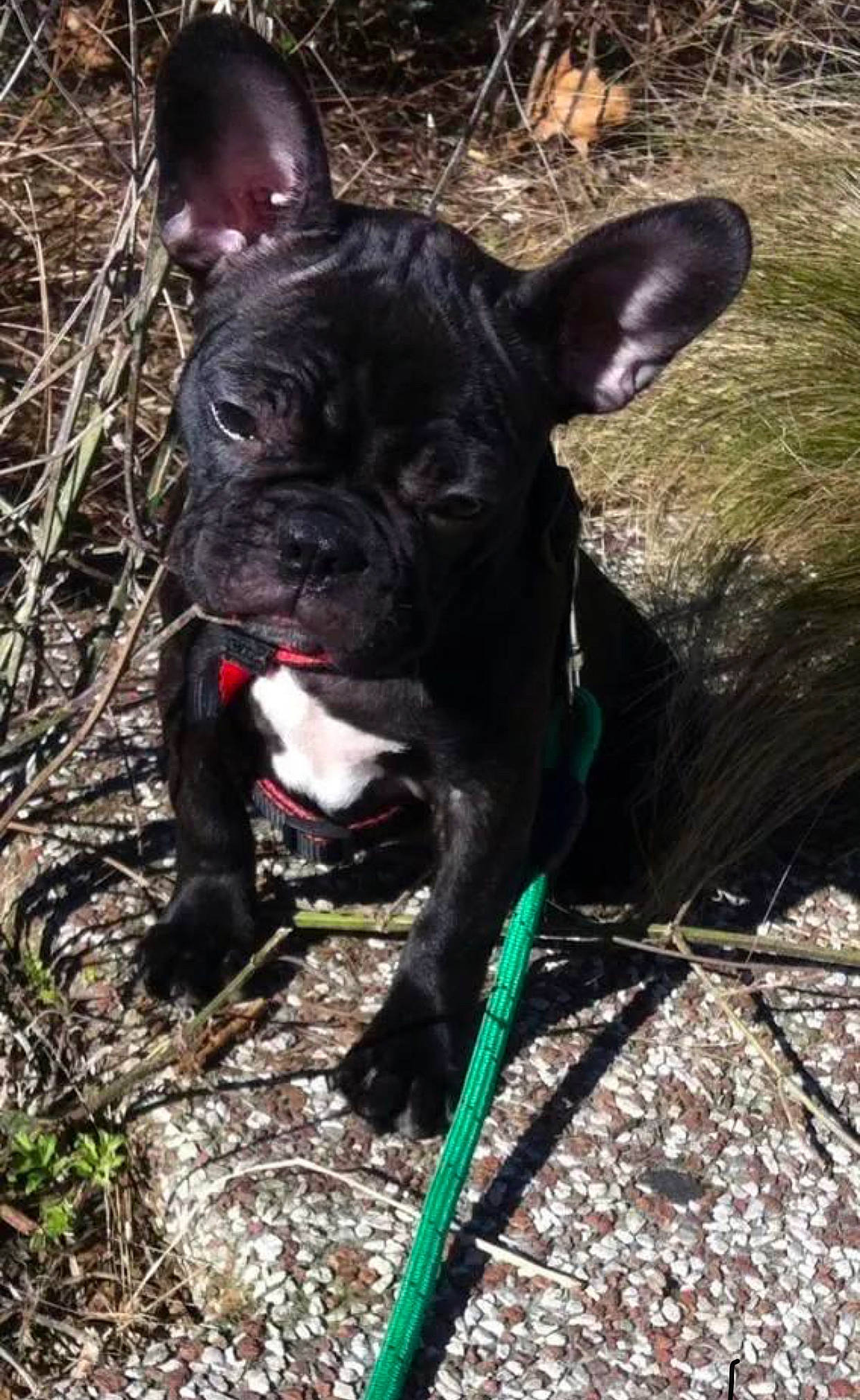 Armani participe au concours pour gagner de l'argent avec cette photo : bulldog, carnivore, collar, companion_dog, dog, dog_breed, dog_collar, ear, fawn, french_bulldog, grass, plant, pug, snout, soil, sporting_group, terrestrial_animal, toy_dog, whiskers, working_animal