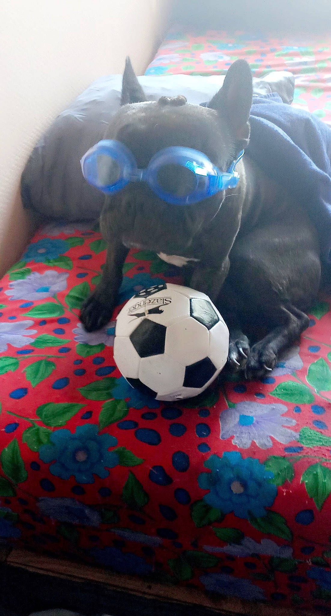 Armani participe au concours pour gagner de l'argent avec cette photo : art, ball, ball_game, football, fun, grass, inflatable, leisure, mammal, pattern, personal_protective_equipment, recreation, soccer, soccer_ball, sports, sports_equipment, toy, tree, vertebrate, working_animal