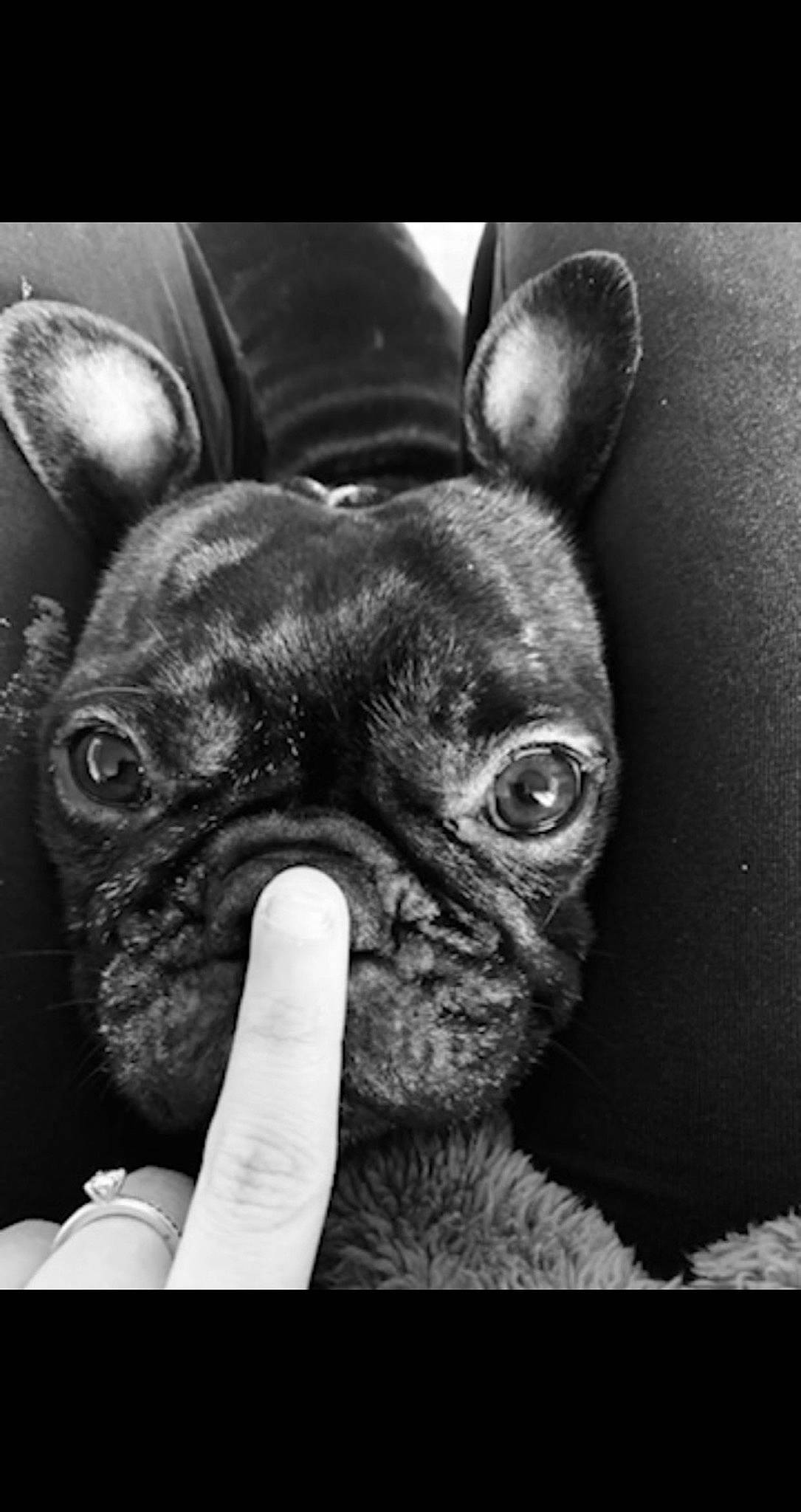 Armani a rejoint le concours — aidez-le/la à gagner de superbes lots ! black, bulldog, canidae, carnivore, close_up, companion_dog, dog, dog_breed, ear, fawn, french_bulldog, monochrome_photography, snout, sporting_group, still_life_photography, terrestrial_animal, toy_dog, whiskers, working_animal, wrinkle