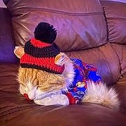 Paco joined the competition — help win amazing prizes! cat, orange_cat, sleeping, hat, knitted_hat, pom_pom, sweater, blue_sweater, red_sweater, couch, leather_couch, indoor, pet, cozy, resting, fur, whiskers, cute, animal, domestic_animal