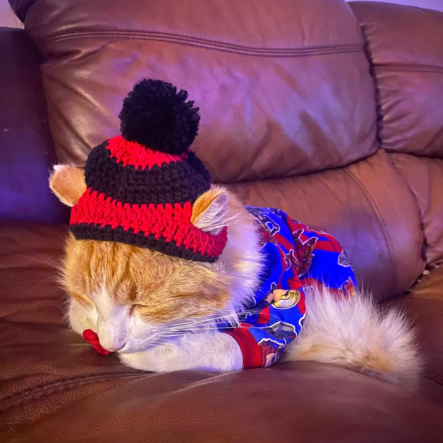 Paco joined the competition — help win amazing prizes! cat, orange_cat, sleeping, hat, knitted_hat, pom_pom, sweater, blue_sweater, red_sweater, couch, leather_couch, indoor, pet, cozy, resting, fur, whiskers, cute, animal, domestic_animal