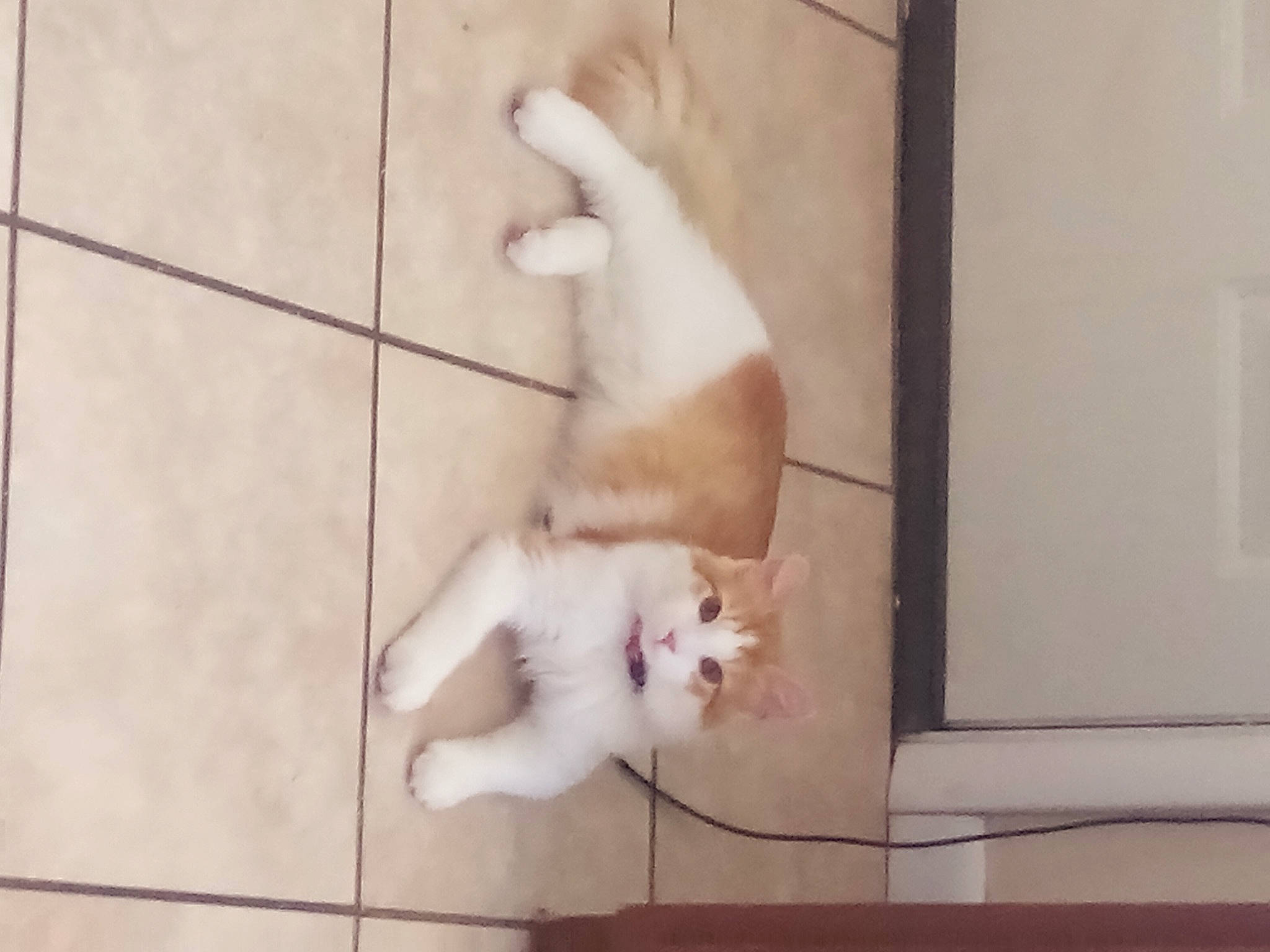 Milo is registered to the contest to win money with this photo: canidae, carnivore, cat, companion_dog, dog_breed, domestic_short_haired_cat, fawn, felidae, flooring, fur, hardwood, paw, room, small_to_medium_sized_cats, snout, sporting_group, tail, tile_flooring, whiskers, wood