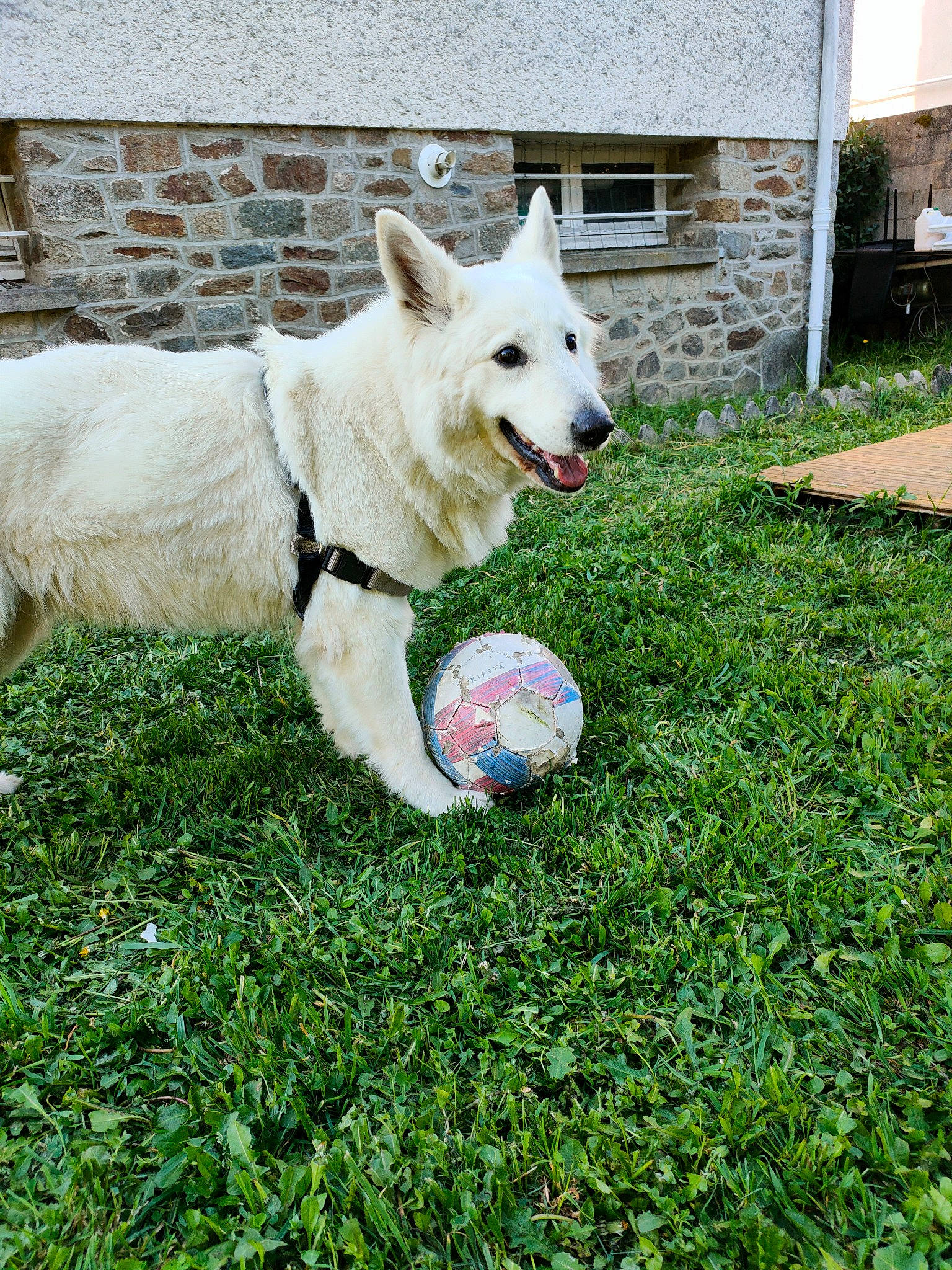 Miel a rejoint le concours — aidez-le/la à gagner de superbes lots ! ball, canidae, carnivore, collar, companion_dog, dog, dog_breed, dog_collar, dog_supply, dog_toy, football, grass, lawn, plant, soccer_ball, sporting_group, tail, tennis_ball, window, yard