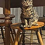cat, tabby_cat, wooden_stool, wooden_table, indoor, furniture, pet, animal, sitting, fur, whiskers, paws, tail, domestic_cat, table_leg, floor, home, cozy, curious, relaxed