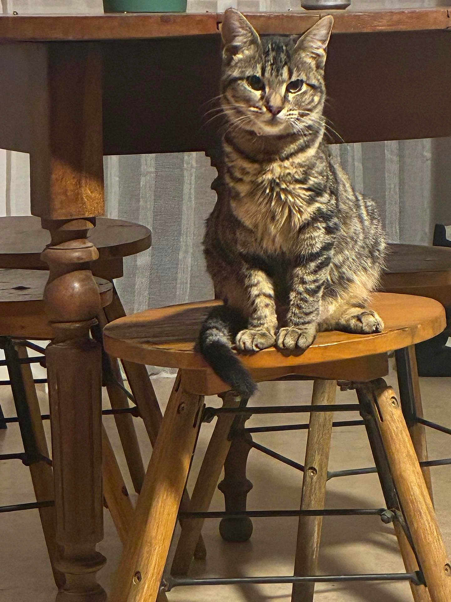 Princesse participe au concours pour gagner de l'argent avec cette photo : cat, tabby_cat, wooden_stool, wooden_table, indoor, furniture, pet, animal, sitting, fur, whiskers, paws, tail, domestic_cat, table_leg, floor, home, cozy, curious, relaxed