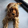 dog, cocker_spaniel, golden, pet, indoor, floor, window, hair_clip, long_ears, fur, cute, animal, laying_down, curly_fur, domestic, companion, relaxed, portrait, closeup, friendly