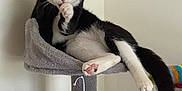 Michel participe au concours pour gagner de l'argent avec cette photo : cat, black_and_white, cat_tree, paw, feline, indoor, pet, relaxing, grooming, fur, toy, cozy, resting, animal, cute, whiskers, claws, pink_paw_pads, tail, neutral_background