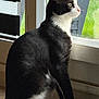 Michel a rejoint le concours — aidez-le/la à gagner de superbes lots ! cat, black_and_white, pet, indoor, window, sunlight, feather_toy, floor, curtain, side_view, animal, domestic_cat, looking_out, feline, whiskers, ears, tail, sitting, quiet, household