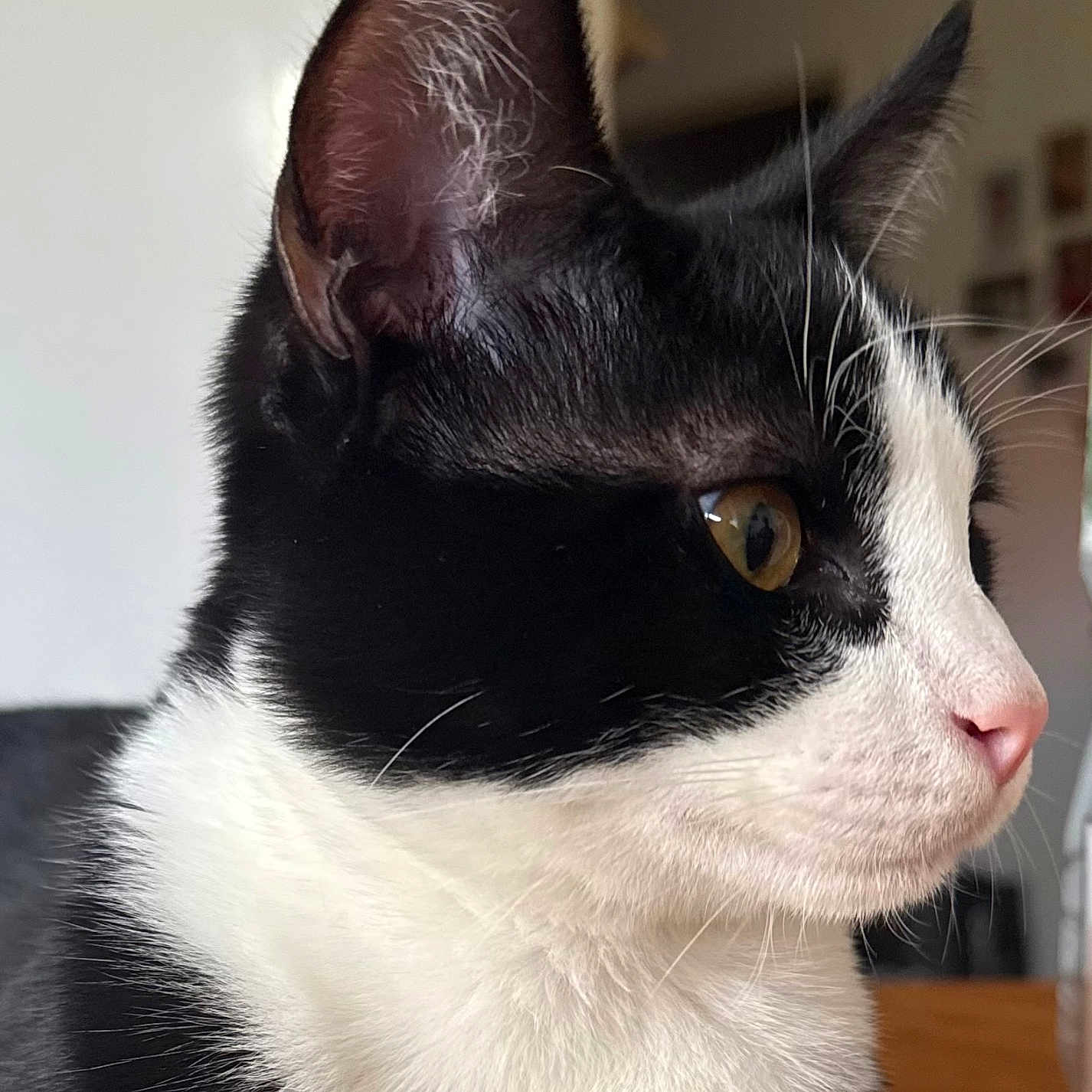 Michel participe au concours pour gagner de l'argent avec cette photo : animal, background_blur, black_and_white, cat, close_up, domestic_cat, ear, eye, face, feline, focused, fur, indoor, looking, nose, pet, portrait, profile, soft_light, whiskers