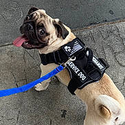 Travis is registered to the contest to win money with this photo: dog, pug, service_dog, harness, leash, tongue_out, sidewalk, outdoor, pet, animal, cute, small_dog, happy, canine, walking, leash_clip, tail, short_fur, black_harness, blue_leash