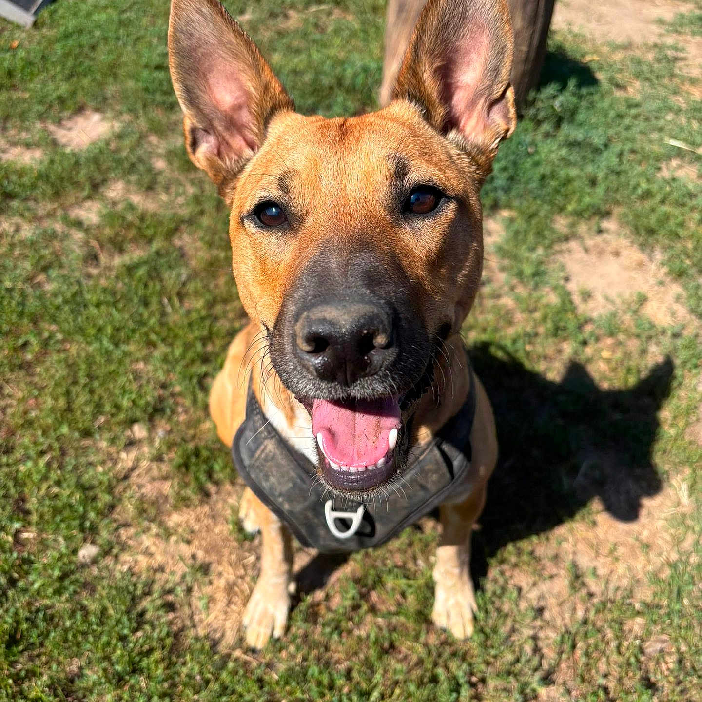 Naya