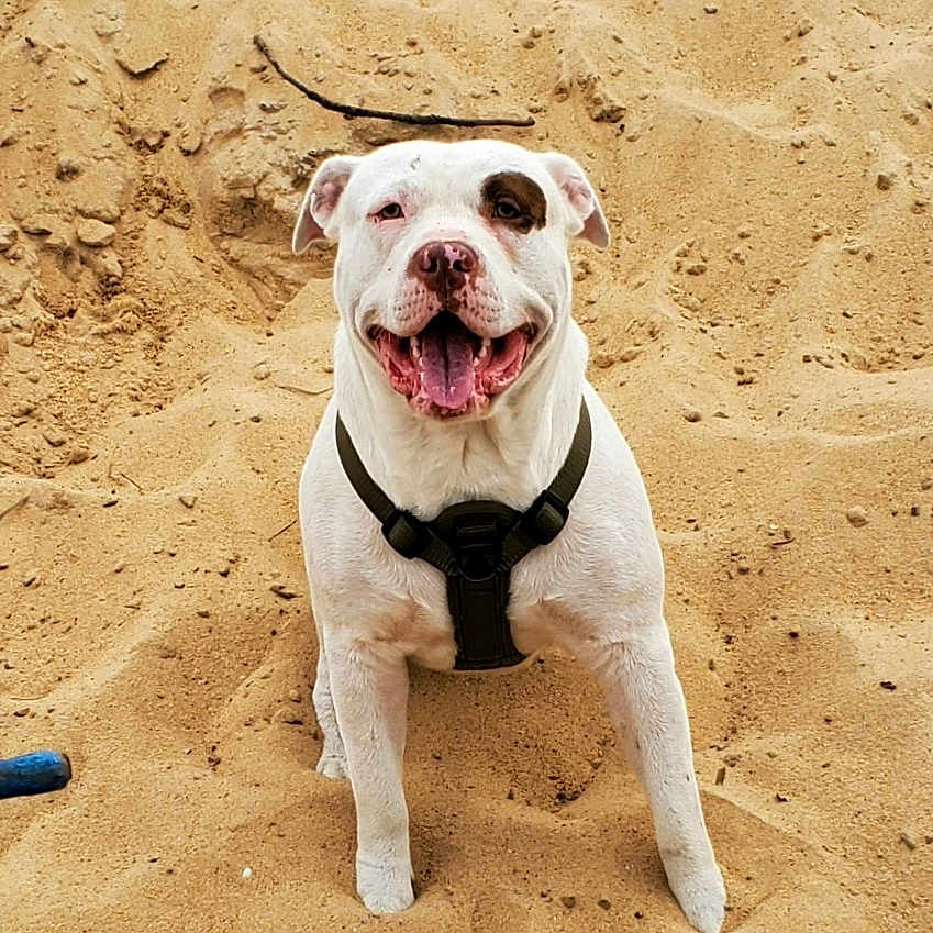Apollo joined the competition — help win amazing prizes! animal, beach, boxer, bulldog, canine, coast, dog, face, head, nature, outdoors, person, pet, photography, pitbull, portrait, sea, shoreline, soil, water