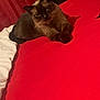 Ruco a rejoint le concours — aidez-le/la à gagner de superbes lots ! cat, siamese_cat, bed, red_bedspread, white_blanket, indoor, pet, feline, resting, lying_down, whiskers, collar, ears, fur, mammal, domestic_animal, cozy, relaxed, sleepy, soft_lighting