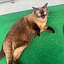 cat, siamese_cat, feline, pet, animal, outdoor, green_carpet, fur, blue_eyes, relaxing, laying_down, whiskers, tail, paw, domestic_animal, cute, curious, resting, mammal, companion