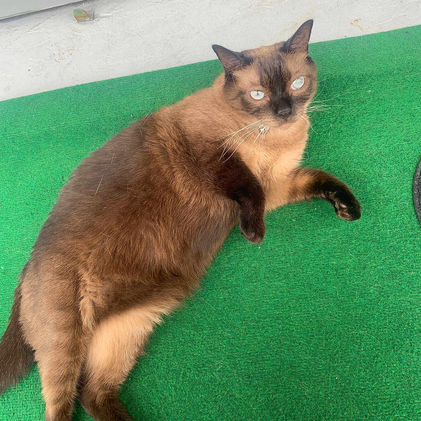 Ruco a rejoint le concours — aidez-le/la à gagner de superbes lots ! animal, blue_eyes, cat, companion, curious, cute, domestic_animal, feline, fur, green_carpet, laying_down, mammal, outdoor, paw, pet, relaxing, resting, siamese_cat, tail, whiskers