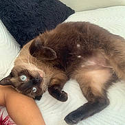 Ruco a rejoint le concours — aidez-le/la à gagner de superbes lots ! cat, siamese_cat, blue_eyes, pet, fur, whiskers, paw, bed, blanket, human_arm, resting, indoor, cozy, relaxed, cute, animal, feline, laying, soft, companion