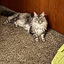 animal, carpet, cat, domestic, ears, feline, fluffy, green_storage_bin, indoor, long_hair, lying_down, maine_coon, paws, pet, portrait, relaxed, tail, whiskers, wood_paneling, yellow_eyes