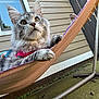 cat, close_up, curious, daylight, ears, feline, fluffy, fur, green_eyes, hammock, harness, house_siding, outdoor, paw, pet, porch, portrait, relaxed, whiskers, window