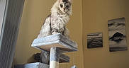 Jigsaw joined the competition — help win amazing prizes! animal, beige_wall, cat, cat_tower, cat_tree, cozy, fur, furniture, indoor, living_room, longhaired_cat, perch, plush_toy, pom_pom, portrait_orientation, regal_pose, tall_ceiling, tv, vertical_blinds, wall_art