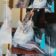 Jigsaw joined the competition — help win amazing prizes! cat, maine_coon, pet, feline, collage, blanket, couch, indoor, fur, whiskers, yellow_eyes, portrait, relaxed, cozy, throw_blanket, decorative_lines, soft_focus, living_room, framed_photo, animal
