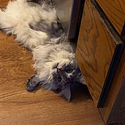 Jigsaw is registered to the contest to win money with this photo: cabinet, carpet, cat, curious, feline, fluffy, fur, gray_cat, green_eyes, hardwood_floor, home_interior, indoor, kitchen, longhair_cat, lying_down, paws, pet, playful, upside_down, whiskers