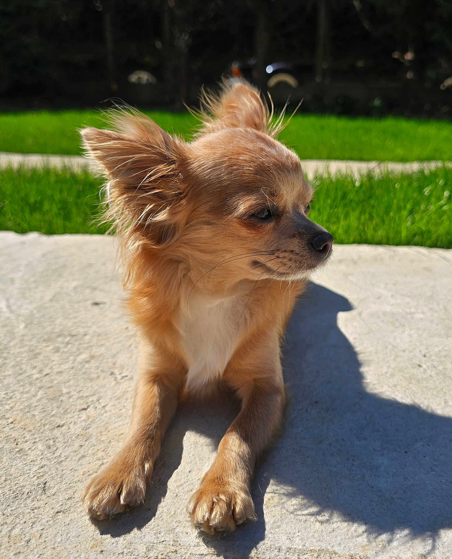 Lua a rejoint le concours — aidez-le/la à gagner de superbes lots ! dog, small_dog, long_fur, sunlight, shadow, outdoor, grass, stone_surface, pet, animal, ears, whiskers, nose, paws, relaxed, side_view, nature, daylight, brown_fur, canine