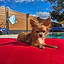 Lua participe au concours pour gagner de l'argent avec cette photo : dog, wet_dog, small_dog, float, pool, backyard, sunny, blue_sky, exercise_bike, fence, red_float, water, outdoor, pet, summer, animal, resting, canine, daylight, relaxation
