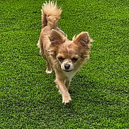 Lua participe au concours pour gagner de l'argent avec cette photo : dog, small_dog, grass, outdoor, pet, animal, walking, ears, tail, fur, canine, nature, green, daylight, mammal, cute, fluffy, portrait, front_view, focused