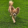 dog, small_dog, grass, outdoor, pet, animal, walking, ears, tail, fur, canine, nature, green, daylight, mammal, cute, fluffy, portrait, front_view, focused