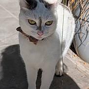 Shakti a rejoint le concours — aidez-le/la à gagner de superbes lots ! cat, white_cat, animal, pet, collar, outdoor, sunlight, shadow, floor, tile, plant, pot, curious, feline, whiskers, ears, face, eyes, paws, standing