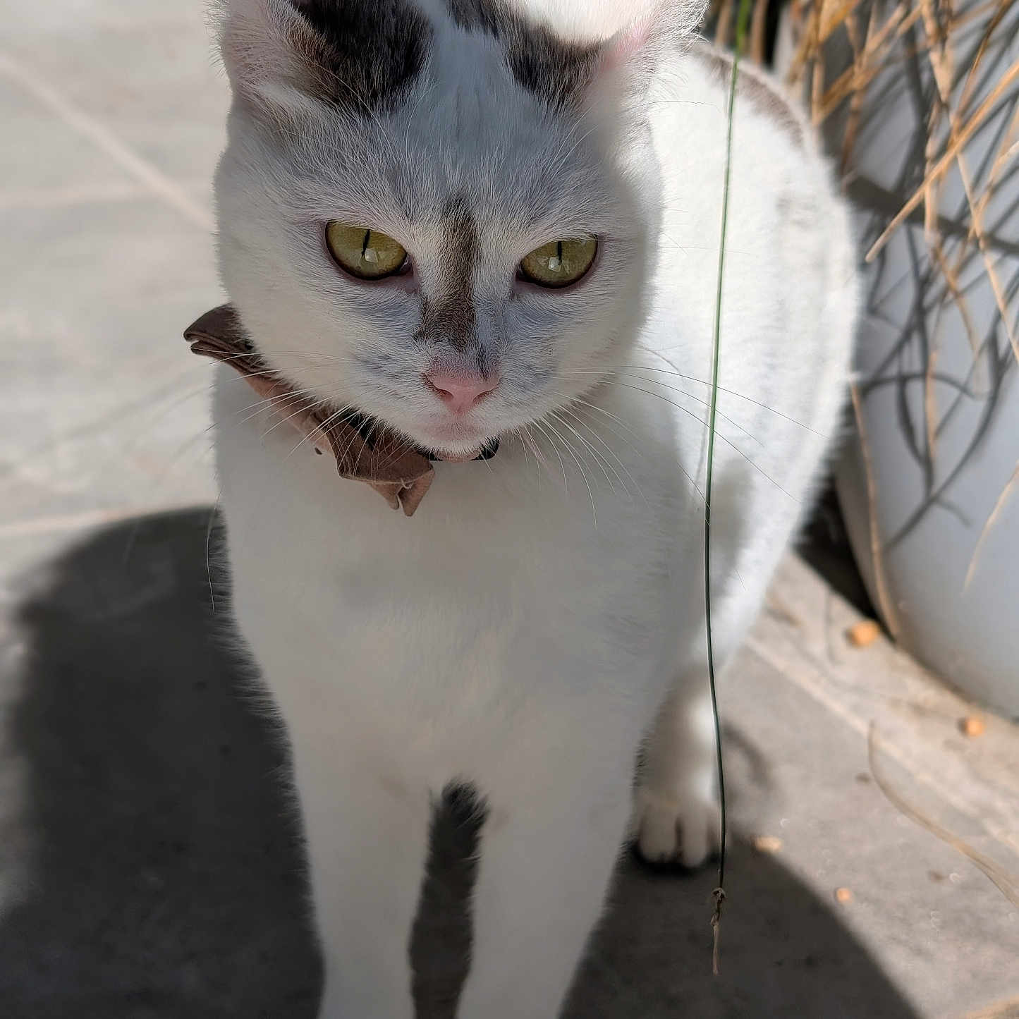 Shakti a rejoint le concours — aidez-le/la à gagner de superbes lots ! animal, cat, collar, curious, ears, eyes, face, feline, floor, outdoor, paws, pet, plant, pot, shadow, standing, sunlight, tile, whiskers, white_cat